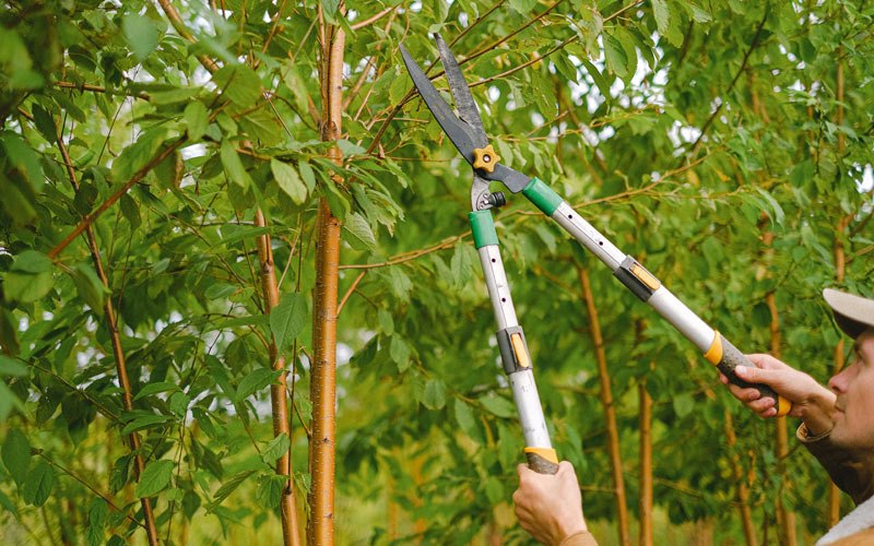 Tree trimming in Adkins, TX