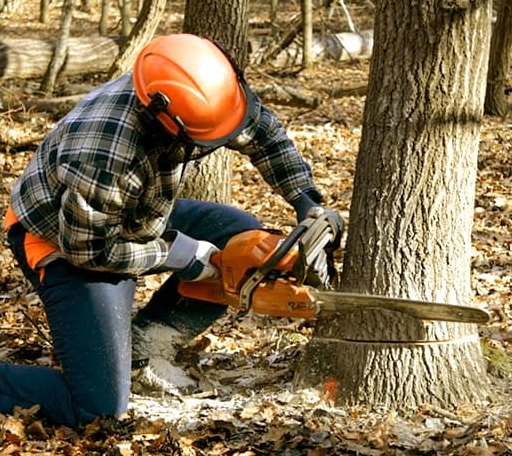Tree Removal in Adkins, TX
